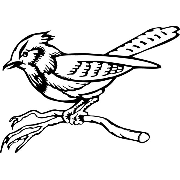 BIRD011 Miniaturansicht