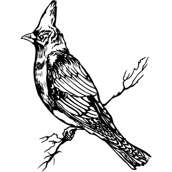 BIRD025 Miniaturansicht