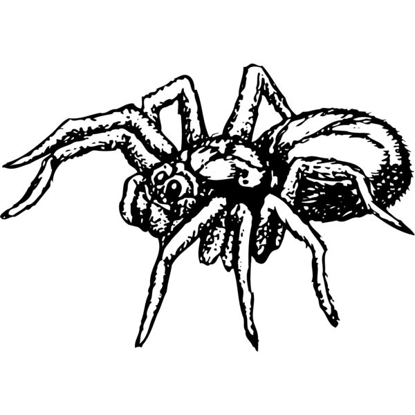 SPIDER04 Miniaturansicht