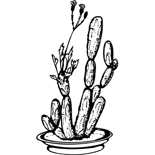 CACTUS08 Miniaturansicht