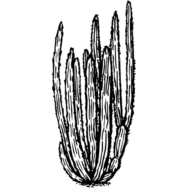 CACTUS10 Miniaturansicht