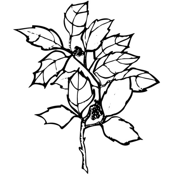 FLOWER08 Miniaturansicht