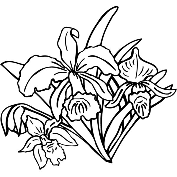 FLOWER18 Miniaturansicht