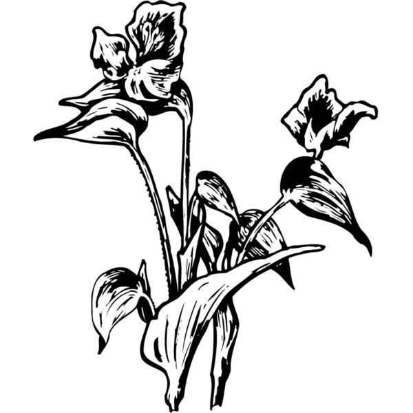 FLOWER30 Miniaturansicht