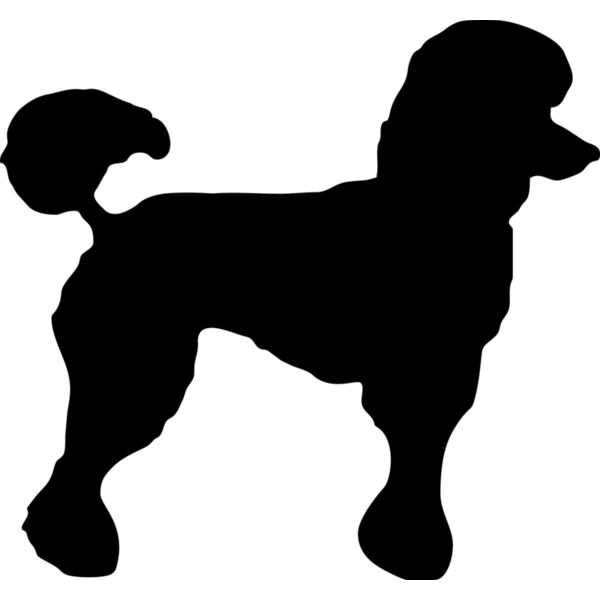 Hund Pudel Miniaturansicht